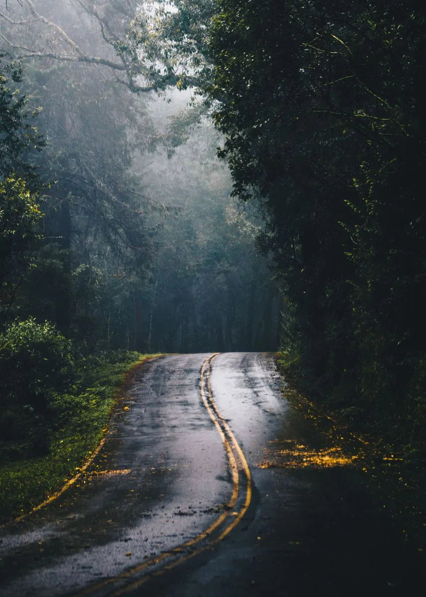 Nasse, enge Straße schlängelt sich durch einen dichten Wald, gehüllt in atmosphärischen Nebel und Grün.