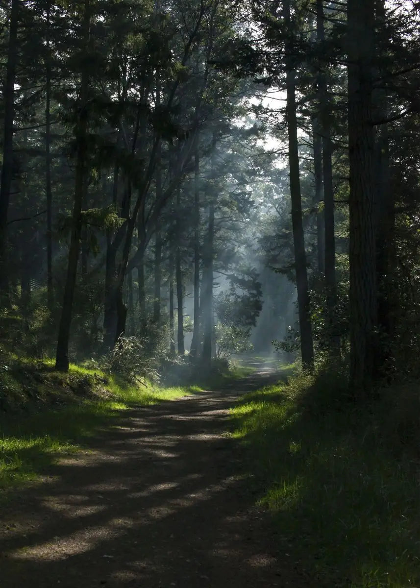 Ein Waldpfad ist in atmosphärischer Nebel gehüllt, gesäumt von hohen Bäumen.