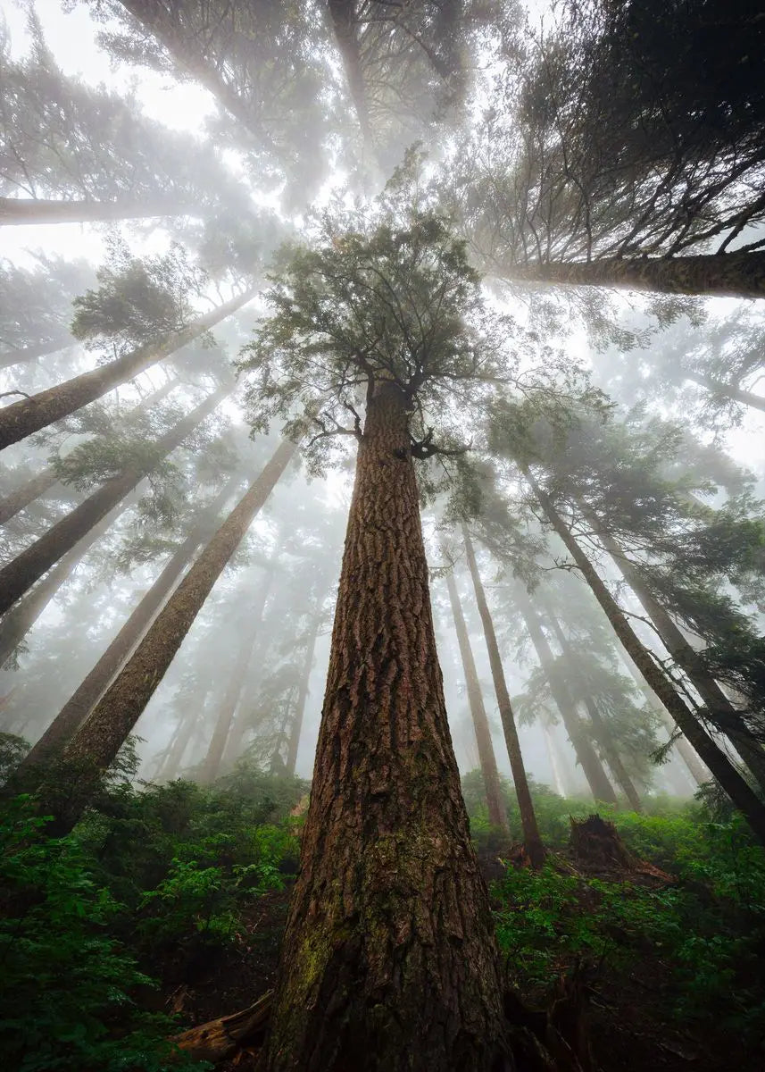 Ein hoher Baum steht in einem nebligen Wald, durch die Nebel brechen Sonnenstrahlen.