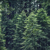 Dichter Wald aus immergrünen Bäumen mit dunklem Laub und atmosphärischem Nebel.
