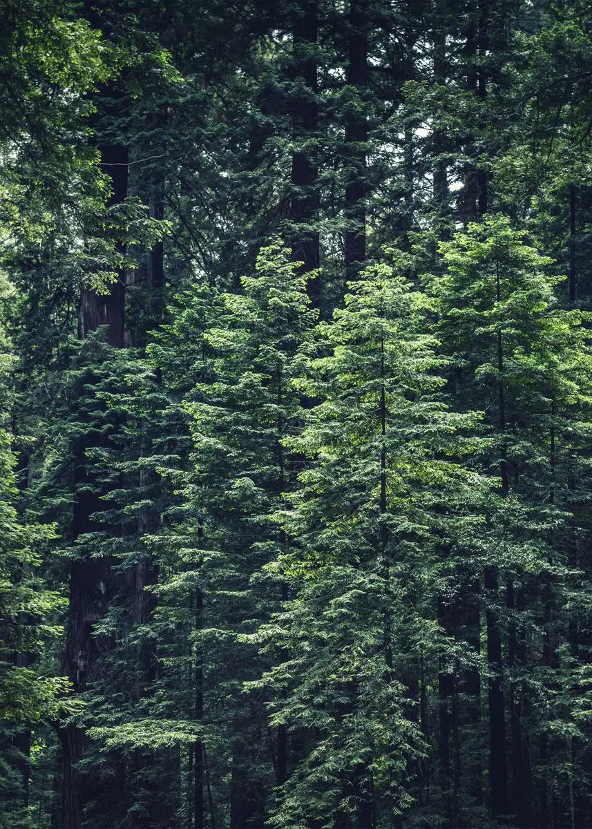 Dichter Wald aus immergrünen Bäumen mit dunklem Laub und atmosphärischem Nebel.