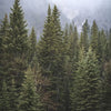Dichter Wald aus immergrünen Bäumen, verschlagen in Nebel auf einer Berglandschaft.