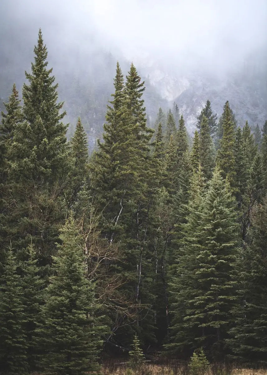 Dichter Wald aus immergrünen Bäumen, verschlagen in Nebel auf einer Berglandschaft.