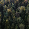 Dichte Waldlandschaft mit gemischten Nadel- und Laubbäumen bei gedämpftem Licht.