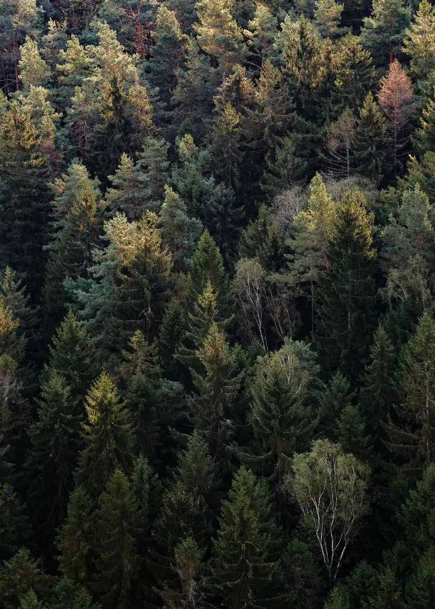 Dichte Waldlandschaft mit gemischten Nadel- und Laubbäumen bei gedämpftem Licht.