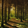 Sonnenbeleuchteter Waldpfad mit hohen Bäumen und gefleckten Schatten in einer Berglandschaft.