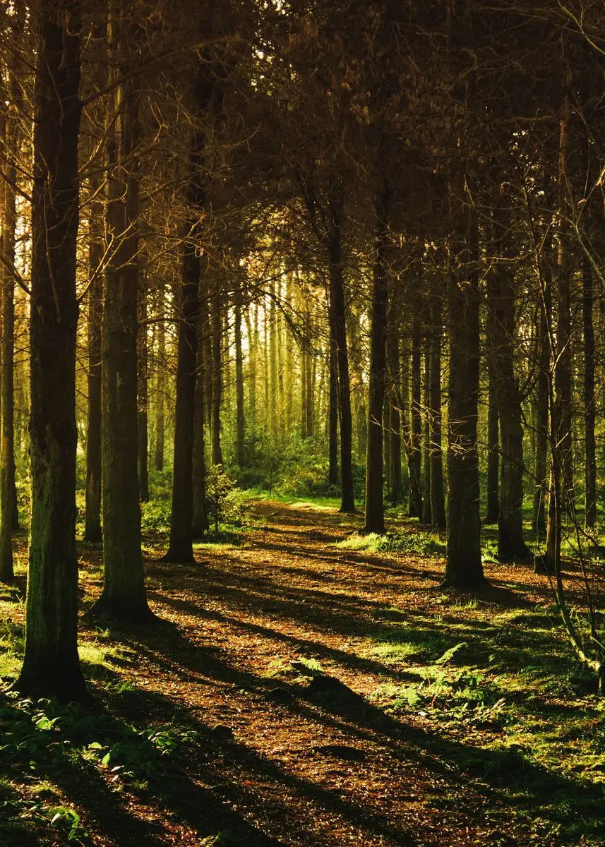 Sonnenbeleuchteter Waldpfad mit hohen Bäumen und gefleckten Schatten in einer Berglandschaft.