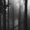 Dunkle Waldszene mit hohen, kahlen Bäumen, verschleiert in dichtem Nebel.