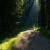 Sonnenbeleuchteter Waldpfad mit hohen Bäumen und Lichtstrahlen durch das Blätterdach.