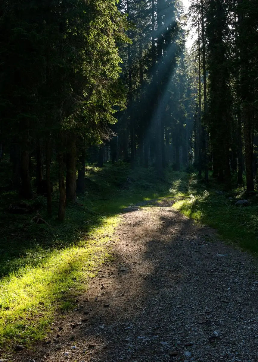 Sonnenbeleuchteter Waldpfad mit hohen Bäumen und Lichtstrahlen durch das Blätterdach.