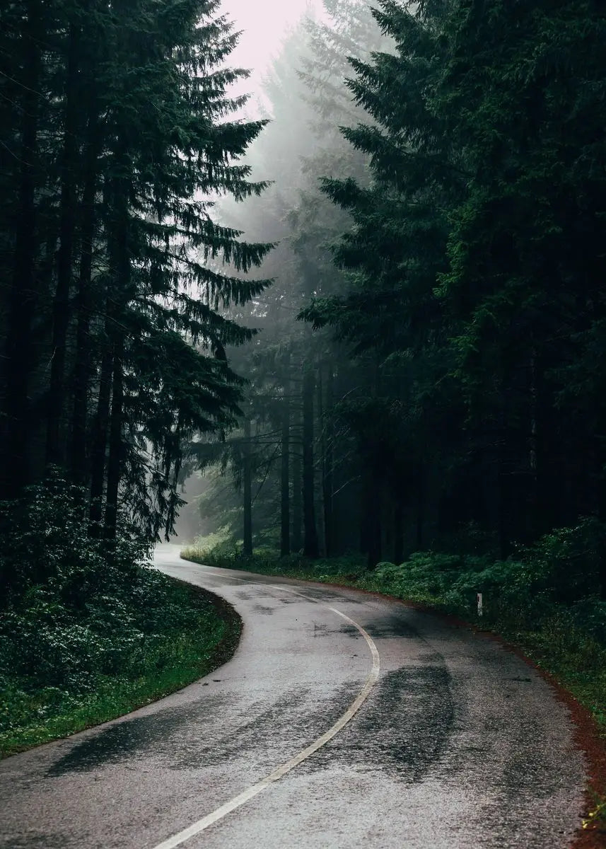 Eine kurvige, nasse Asphaltstraße schlängelt sich durch einen dichten Wald, umhüllt von atmosphärischem Nebel.
