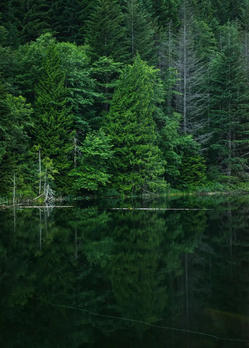 Ein dichter Wald spiegelt sich in ruhigem Wasser unter einem dunklen, stimmungsvollen Himmel.